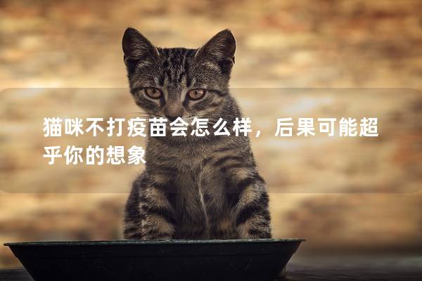 猫咪不打疫苗会怎么样，后果可能超乎你的想象