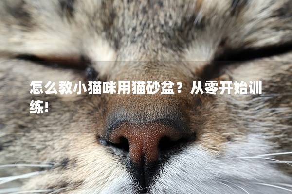 怎么教小猫咪用猫砂盆？从零开始训练!