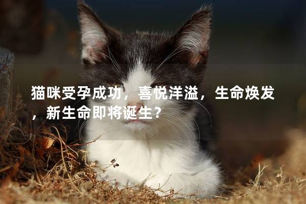 猫咪受孕成功，喜悦洋溢，生命焕发，新生命即将诞生？