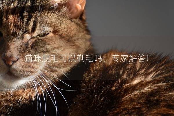 猫咪脱毛可以剃毛吗，专家解答!