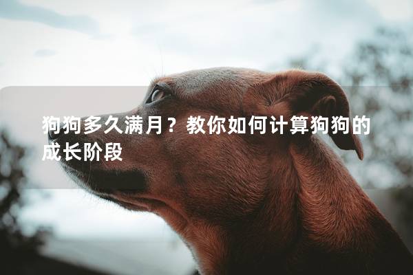 狗狗多久满月？教你如何计算狗狗的成长阶段