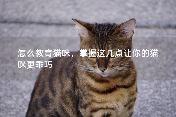 怎么教育猫咪，掌握这几点让你的猫咪更乖巧