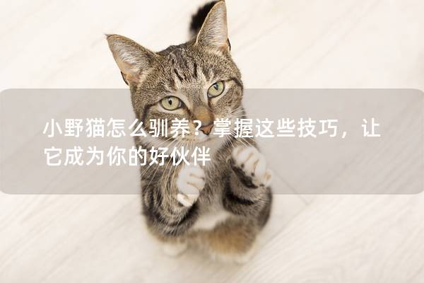 小野猫怎么驯养？掌握这些技巧，让它成为你的好伙伴