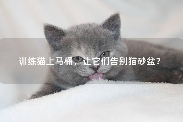 训练猫上马桶，让它们告别猫砂盆？