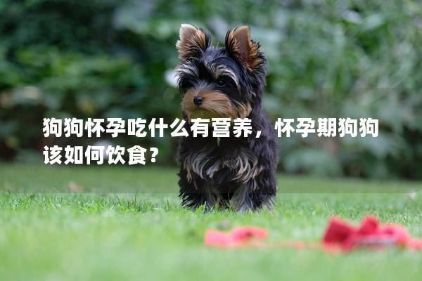 狗狗怀孕吃什么有营养，怀孕期狗狗该如何饮食？