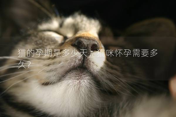 猫的孕期是多少天，猫咪怀孕需要多久？