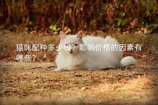 猫咪配种多少钱？影响价格的因素有哪些？