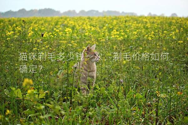 猫咪剃毛多少钱一次，剃毛价格如何确定？