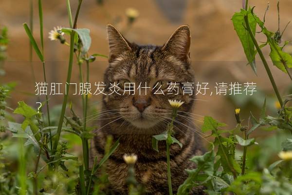 猫肛门腺发炎用什么药膏好,请推荐？