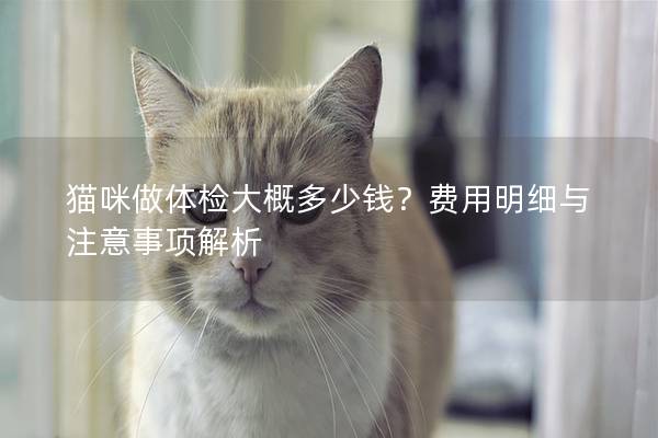 猫咪做体检大概多少钱？费用明细与注意事项解析