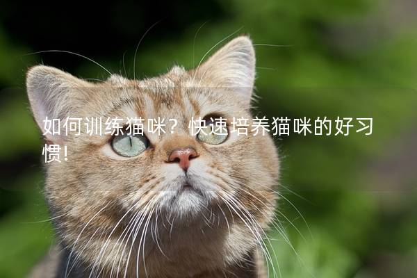 如何训练猫咪？快速培养猫咪的好习惯!