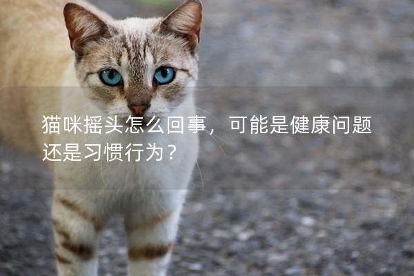 猫咪摇头怎么回事，可能是健康问题还是习惯行为？