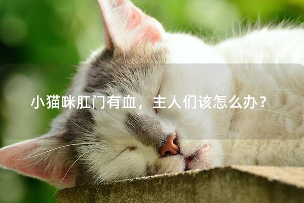 小猫咪肛门有血，主人们该怎么办？