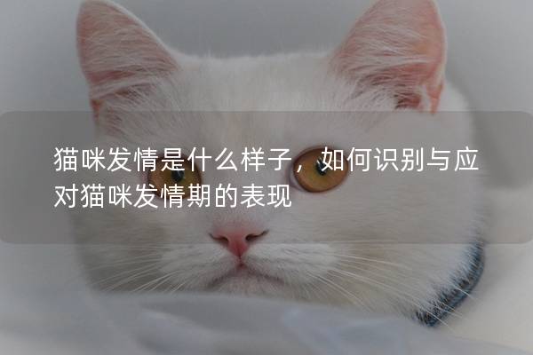 猫咪发情是什么样子，如何识别与应对猫咪发情期的表现