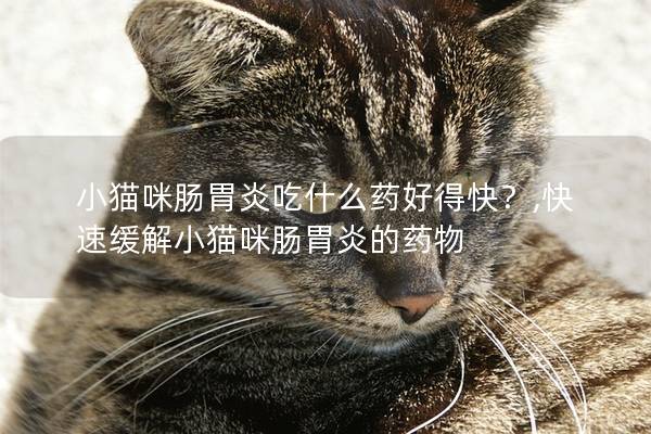 小猫咪肠胃炎吃什么药好得快？,快速缓解小猫咪肠胃炎的药物