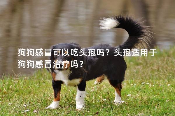 狗狗感冒可以吃头孢吗？头孢适用于狗狗感冒治疗吗？