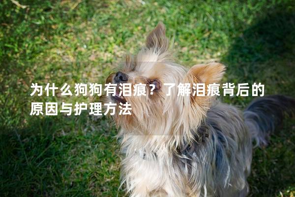 为什么狗狗有泪痕？了解泪痕背后的原因与护理方法