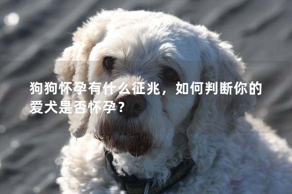 狗狗怀孕有什么征兆，如何判断你的爱犬是否怀孕？