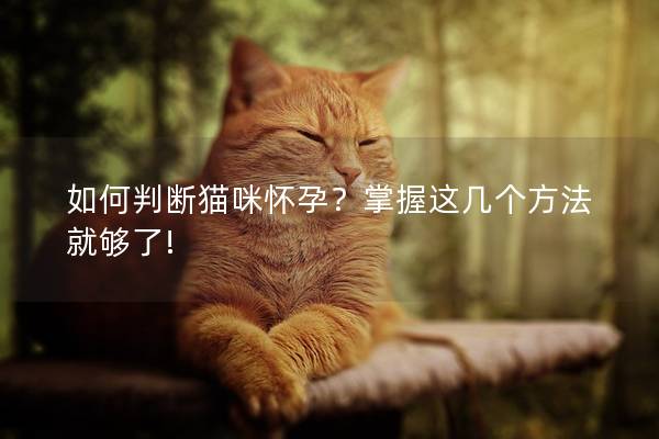 如何判断猫咪怀孕？掌握这几个方法就够了!