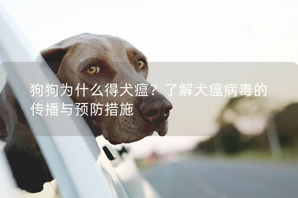 狗狗为什么得犬瘟？了解犬瘟病毒的传播与预防措施