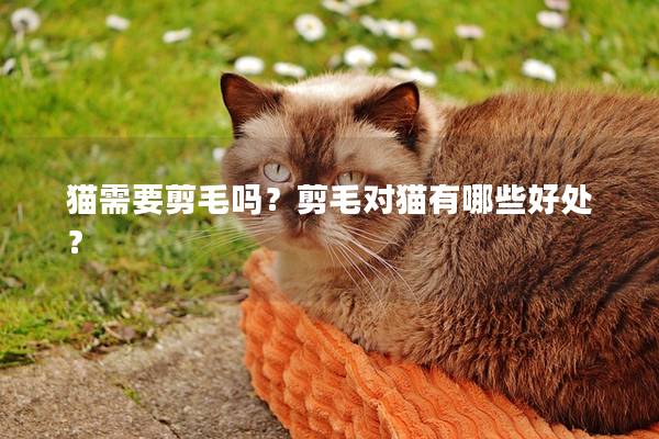 猫需要剪毛吗？剪毛对猫有哪些好处？