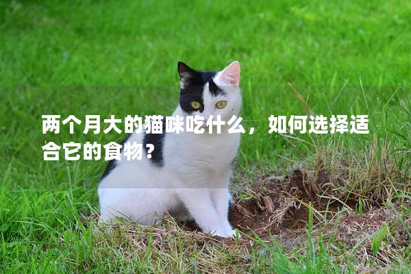 两个月大的猫咪吃什么，如何选择适合它的食物？