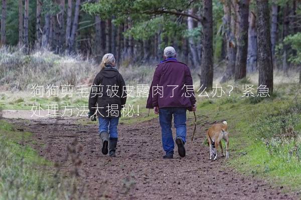 狗狗剪毛剪破皮露肉了怎么办？紧急处理方法大揭秘!