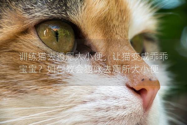 训练猫去蹲厕大小便，让猫变成乖乖宝宝？如何教会猫咪去厕所大小便