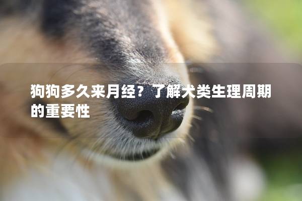 狗狗多久来月经？了解犬类生理周期的重要性