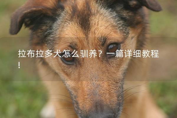 拉布拉多犬怎么驯养？一篇详细教程!