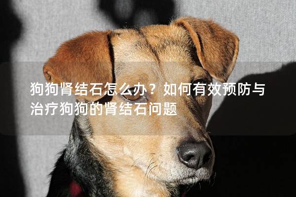 狗狗肾结石怎么办？如何有效预防与治疗狗狗的肾结石问题