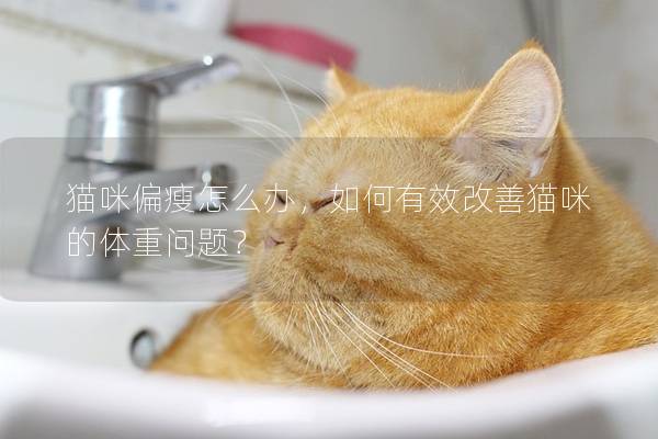 猫咪偏瘦怎么办，如何有效改善猫咪的体重问题？