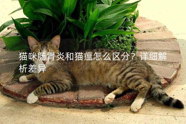 猫咪肠胃炎和猫瘟怎么区分？详细解析差异