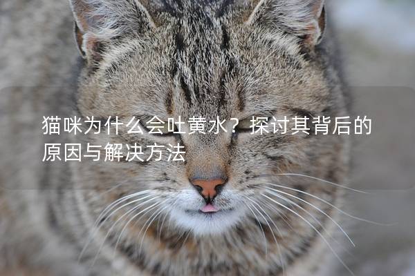 猫咪为什么会吐黄水？探讨其背后的原因与解决方法