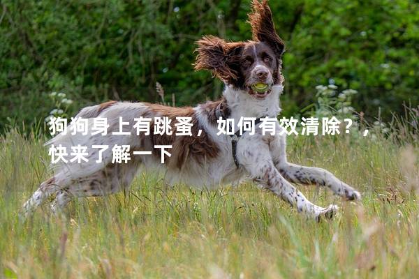 狗狗身上有跳蚤，如何有效清除？,快来了解一下