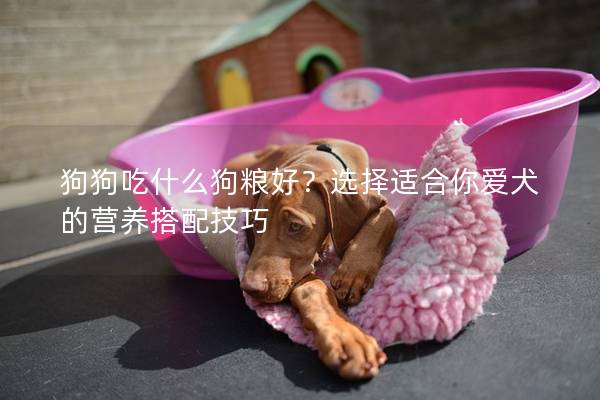 狗狗吃什么狗粮好？选择适合你爱犬的营养搭配技巧