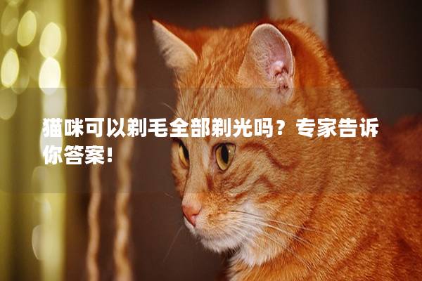 猫咪可以剃毛全部剃光吗？专家告诉你答案!