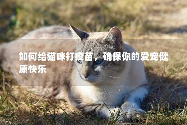 如何给猫咪打疫苗，确保你的爱宠健康快乐