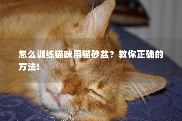 怎么训练猫咪用猫砂盆？教你正确的方法!