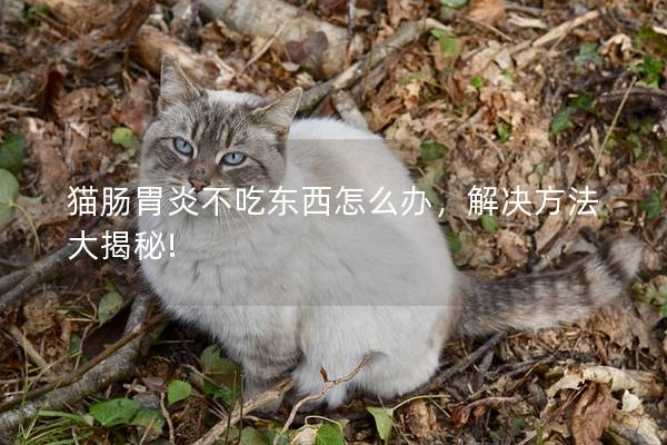 猫肠胃炎不吃东西怎么办，解决方法大揭秘!