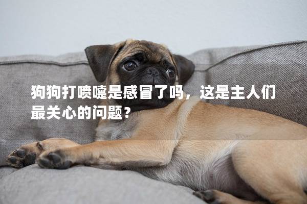 狗狗打喷嚏是感冒了吗，这是主人们最关心的问题？