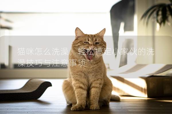 猫咪怎么洗澡，轻松搞定小家伙的洗澡技巧与注意事项