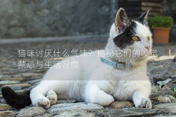 猫咪讨厌什么气味？揭秘它们的嗅觉禁忌与生活习惯