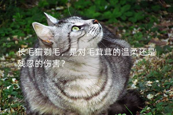 长毛猫剃毛，是对毛茸茸的温柔还是残忍的伤害？