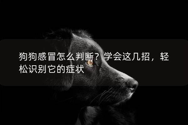 狗狗感冒怎么判断？学会这几招，轻松识别它的症状