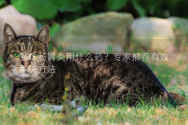 猫咪肠胃炎用什么药？专家推荐有效解决方法