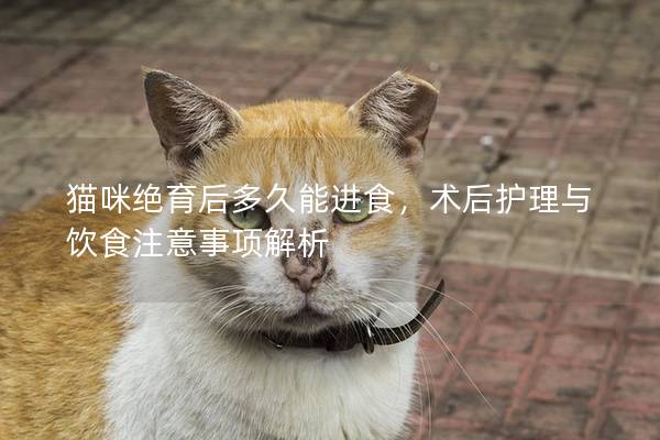 猫咪绝育后多久能进食，术后护理与饮食注意事项解析