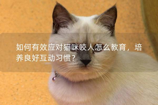 如何有效应对猫咪咬人怎么教育，培养良好互动习惯？