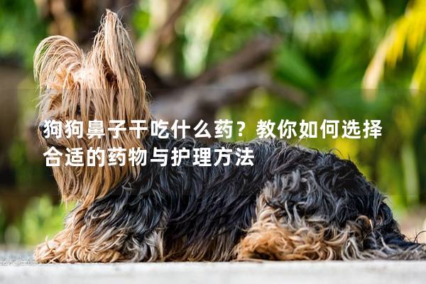 狗狗鼻子干吃什么药？教你如何选择合适的药物与护理方法