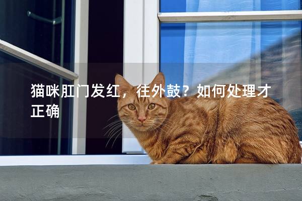 猫咪肛门发红，往外鼓？如何处理才正确